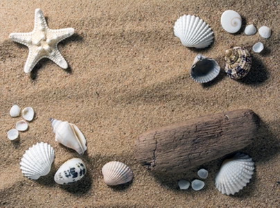 coquillages