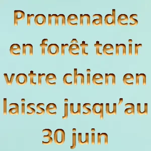 animal-compagnie